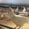 GAZİANTEP 16 HAFTALIK YUMURTA TAVUĞU TINTED AŞILARI TAM