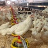 GAZİANTEP 16 HAFTALIK YUMURTA TAVUĞU TINTED AŞILARI TAM