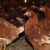 FULL YUMURTADA 27 HAFTALIK ATAKS LOHMAN ADRESE TESLİM
