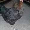FULL YUMURTADA 27 HAFTALIK ATAKS LOHMAN ADRESE TESLİM