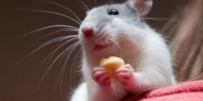 Umudun İnsan İçin Ne Kadar Önemli Olduğunu Kanıtlayan 1957 Tarihli Fare Deneyi