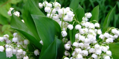 İnciçiçeği Bitkisi ve Faydaları