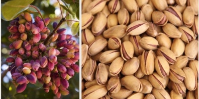 Gaziantep’te Ne Yetişir?