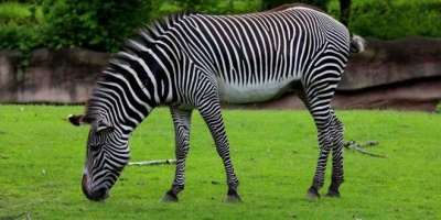 Çizgilerin Sırrı Ortaya Çıktı