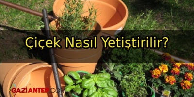 Çiçek Nasıl Yetiştirilir?