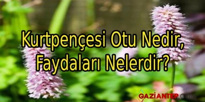 Kurtpençesi Otu Nedir, Faydaları Nelerdir?