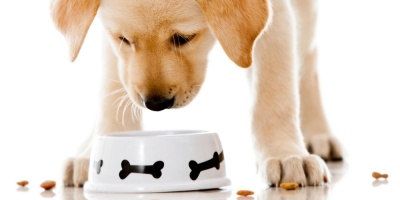 Köpeklere Zararlı Yiyecekler