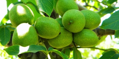 Ceviz Ağacı Altında Neden Oturulmaz