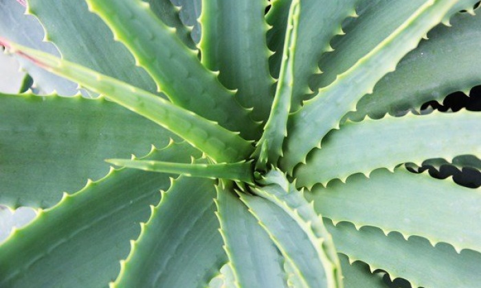 Aloe vera Bitkisinin Faydaları