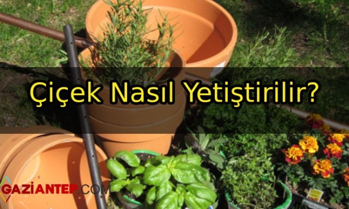 Çiçek Nasıl Yetiştirilir?