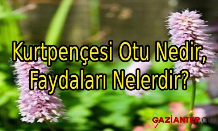 Kurtpençesi Otu Nedir, Faydaları Nelerdir?