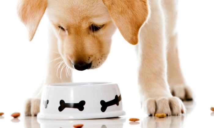 Köpeklere Zararlı Yiyecekler