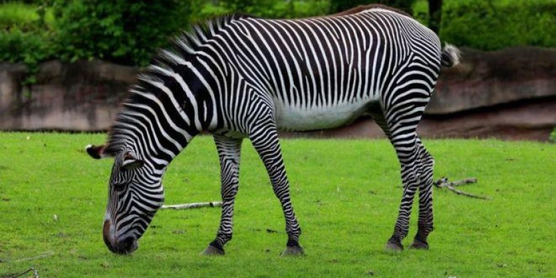 Çizgilerin Sırrı Ortaya Çıktı