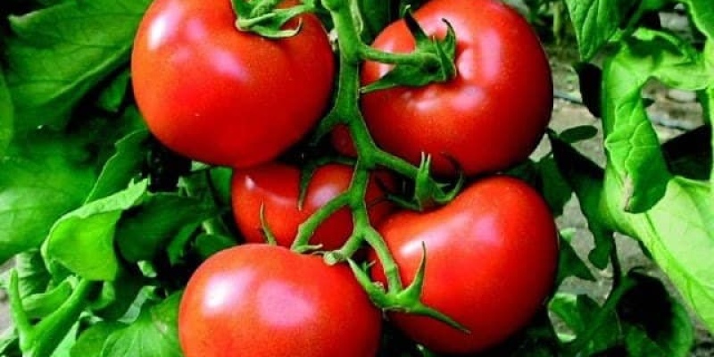 Domates Diyeti