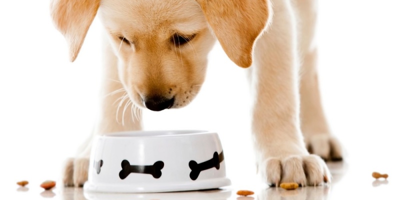 Köpeklere Zararlı Yiyecekler