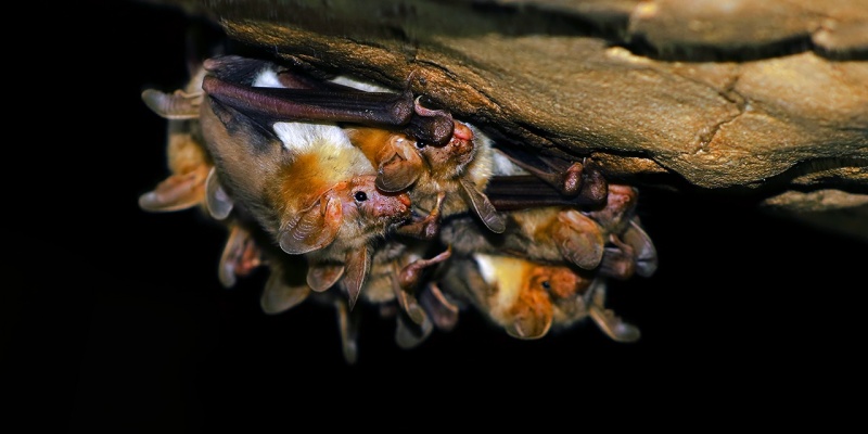 Ormanlar artık yarasalarla korunacak