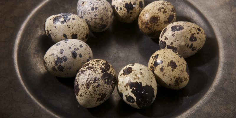 Bıldırcın Yumurtasının Saça Faydaları