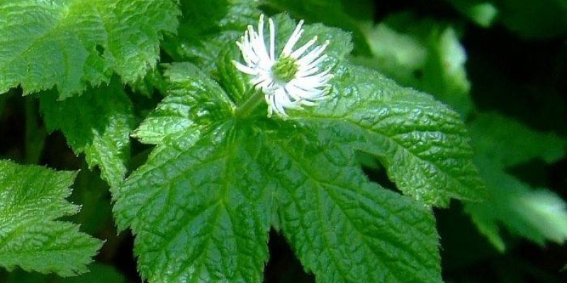 Mide Yanmasına Çözüm