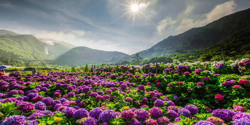 Çin Kültüründe Çiçekler Hangi Anlamları Taşıyor ?
